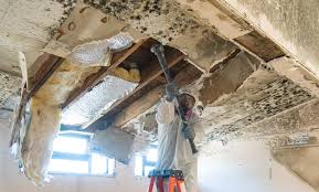 Why You Should Choose Our Mold Remediation Services in Garden City, KS